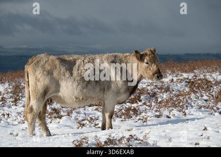 Giovane mucca su Dartmoor innevato godendosi un po' di sole Foto Stock