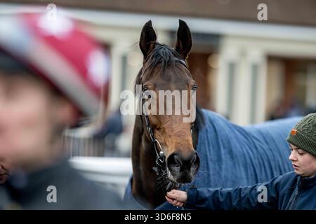 Lingfield Park, Surrey, Regno Unito. 20 novembre 2025 il BetMGM Fleur de Lys EBF Fillies' Stakes (Class 1) (Listed Race) Sky Safari Zariela Queen's Reign Winning Jockey: Danny Muscutt Winning Trainer: James Fanshawe Winning Owner: Mrs Mary Slack Credit: Darren Cool/Alamy Live News Foto Stock