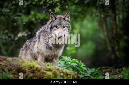 Ritratto di un lupo grigio europeo o eurasiatico in una foresta in Francia Foto Stock
