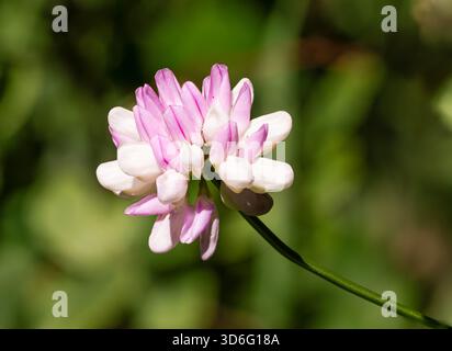 Securigera varia fiorì in primavera Foto Stock