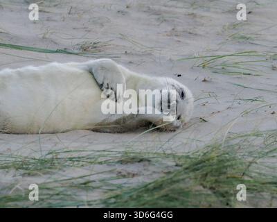 Sigillo grigio baby Cest, Wiinterton, Norfolk, Regno Unito Foto Stock