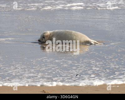 Grey Seal, Wiinterton, Norfolk, Regno Unito Foto Stock