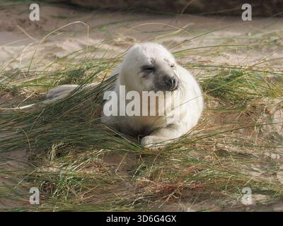 Grey Seal, Wiinterton, Norfolk, Regno Unito Foto Stock