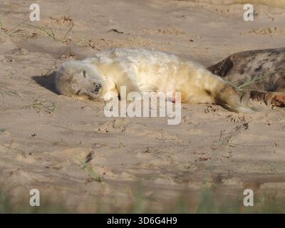 Grey Seal, Wiinterton, Norfolk, Regno Unito Foto Stock
