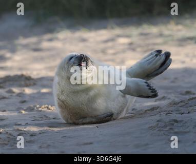Grey Seal, Wiinterton, Norfolk, Regno Unito Foto Stock