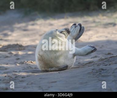 Grey Seal, Wiinterton, Norfolk, Regno Unito Foto Stock