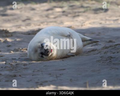 Grey Seal, Wiinterton, Norfolk, Regno Unito Foto Stock