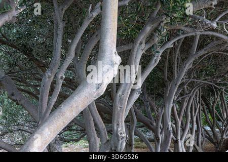 Tronchi di alberi grigi densi e tortuosi formano un fitto intreccio di rami. La luce del sole filtra attraverso le foglie, creando uno sfondo tranquillo e ombreggiato ideale per Foto Stock