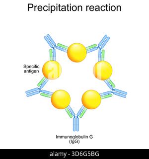 Reazione di precipitazione. Primo piano dell'immunoglobulina G, delle IgG anticorpali e dell'antigene specifico. Illustrazione vettoriale Illustrazione Vettoriale