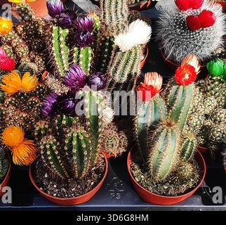 Una fila di cactus in vaso è su un tavolo. I cactus sono di varie dimensioni e colori, tra cui rosso e giallo. La disposizione dei cactus crea un sens Foto Stock