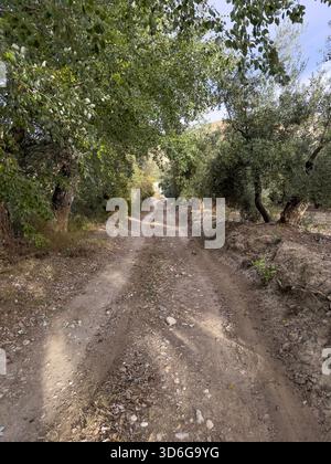 Sentiero sterrato che si snoda tra ulivi e vegetazione in un tranquillo ambiente rurale Foto Stock