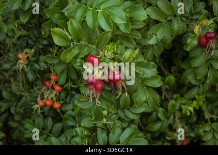 Fianchi rosa rosso brillante che crescono su un cespuglio di rosa rugosa (Rosa rugosa) con foglie verdi rigogliose a fine estate Foto Stock
