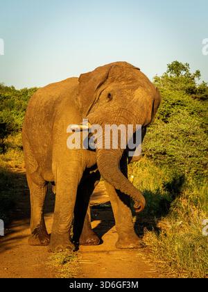 O tu o io. Non c'e' spazio per entrambi, quindi state indietro. Sono sicuro di aver letto correttamente questo elefante maschio, quando ci siamo trovati di fronte. Foto Stock