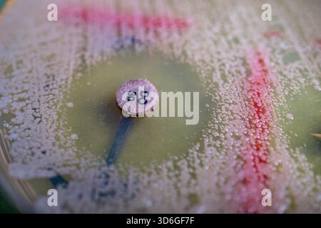 Piastra di Petri con colonie batteriche e disco antibiotico Foto Stock