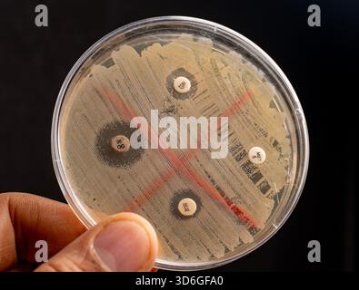 Capsula di Petri con coltura batterica e dischi antibiotici Foto Stock