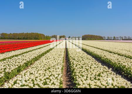 Un bellissimo campo di tulipani con tulipani bianchi e rossi Foto Stock