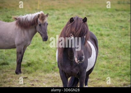 Cavalli islandesi nella campagna islandese Foto Stock