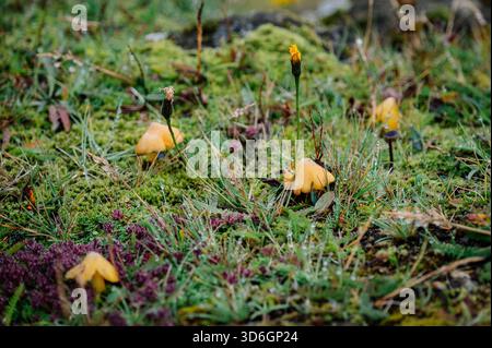 Funghi Golden Waxcap nella campagna islandese Foto Stock