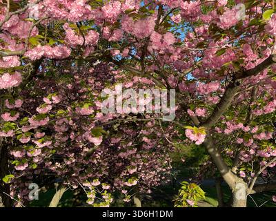 La primavera si risveglia a Central Park mentre i ciliegi giapponesi sbocciano. Foto Stock