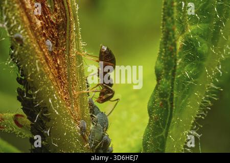 Macro di una formica e diversi afidi su una parte di pianta in un quadro verde Foto Stock