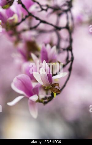 Magnolia soulangeana, conosciuta anche come Saucer o Magnolia cinese. Fiori rosa vibranti fioriscono sui rami degli alberi in piena fioritura. Magnolia "Heaven Scent" Foto Stock