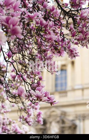Magnolia soulangeana, conosciuta anche come Saucer o Magnolia cinese. Fiori rosa vibranti fioriscono sui rami degli alberi in piena fioritura. Magnolia "Heaven Scent" Foto Stock