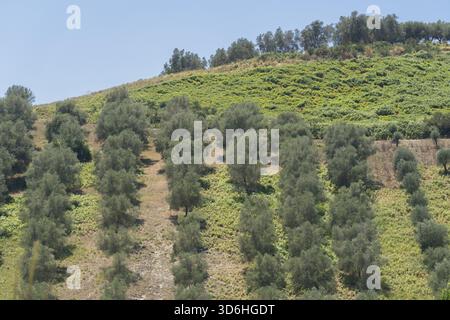 Verdi ulivi terreni agricoli, paesaggio agricolo con olivi tra colline, giardino di ulivi, ampie aree agricole di olivi Foto Stock