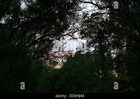 Rami di alberi densi che formano una silhouette scura al tramonto, con deboli forme architettoniche a malapena visibili sullo sfondo e caldi colori crepuscolari sbiaditi Foto Stock