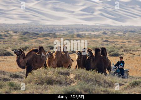 Un allevatore di cammelli mongoli su una motocicletta guida cammelli battriani nel deserto del Gobi in Mongolia. Foto Stock