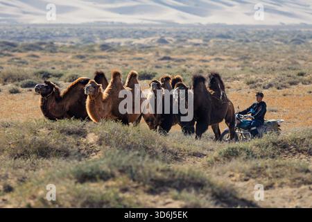 Un allevatore di cammelli mongoli su una motocicletta guida cammelli battriani nel deserto del Gobi in Mongolia. Foto Stock