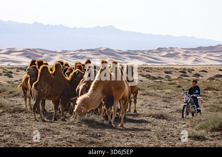 Un allevatore di cammelli mongoli su una motocicletta guida cammelli battriani nel deserto del Gobi in Mongolia. Foto Stock