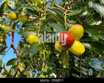 Datteri frutta ziziphus jujuba, giuggiola, data rossa, data cinese Foto Stock