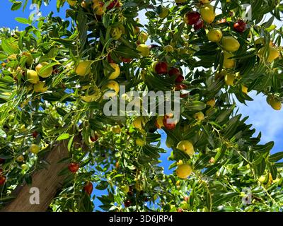 Albero con frutti ziziphus jujuba, jujube, data rossa, data cinese Foto Stock