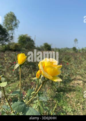 Rosa gialla - simbolo di amicizia, gioia e nuovi inizi Foto Stock