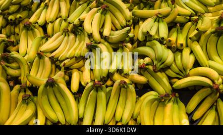 Un vivace assortimento di banane mature disposte in una fitta pila. L'immagine mostra tonalità gialle brillanti e texture naturali. Foto Stock
