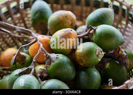 Noce di betel maturo nel cesto di bambù intrecciato Foto Stock