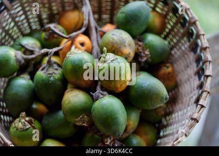 Noce di betel maturo nel cesto di bambù intrecciato Foto Stock