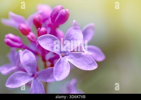 Fiori di lilla viola freschi in primavera sullo sfondo verde pallido Foto Stock