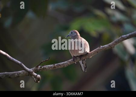 Zebra dove appollaiata sull'albero Foto Stock