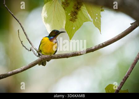 Brown Throated Sunbird seduto su una filiale a Carey Island, Malesia Foto Stock