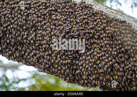Enorme sciame di api mellifere selvatiche che ricopre la parte inferiore di un ramo d'albero. Foto Stock