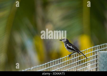Oriental Magpie-Robin (Murai Kampung) arroccato su una recinzione metallica. Foto Stock