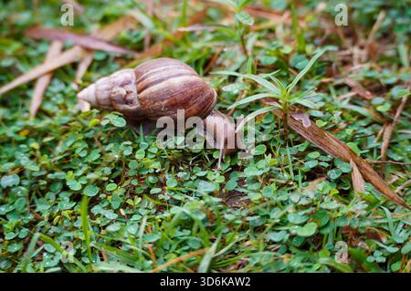 La lumaca del giardino scivola lentamente sul lussureggiante. Foto Stock