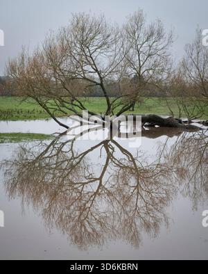 Un fiume inondato Freccia che attraversa terreni agricoli nel Warwickshire dopo giorni di piogge torrenziali innalza il livello del normale piccolo fiume di diversi metri. Foto Stock
