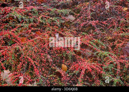 Frutti di bosco rossi luminosi e fogliame autunnale di Cotoneaster orizontalis UK Garden Novemberwall Foto Stock