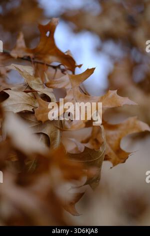 Primo piano di foglie di rovere bruno asciutto su un ramo nel tardo autunno, bassa profondità di campo. Foto Stock