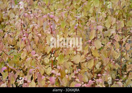 Soffice vegetazione autunnale di pesca dorata e steli di pelo, Cornus sanguinea, camino invernale, giardino britannico novembre Foto Stock