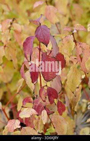 Soffice vegetazione autunnale di pesca dorata e steli di pelo, Cornus sanguinea, camino invernale, giardino britannico novembre Foto Stock