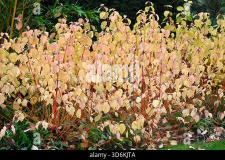 Soffice vegetazione autunnale di pesca dorata e steli di pelo, Cornus sanguinea, camino invernale, giardino britannico novembre Foto Stock