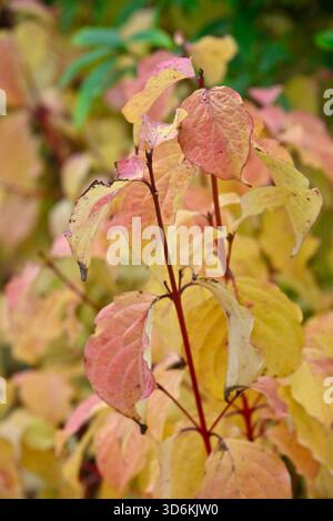 Soffice vegetazione autunnale di pesca dorata e steli di pelo, Cornus sanguinea, camino invernale, giardino britannico novembre Foto Stock